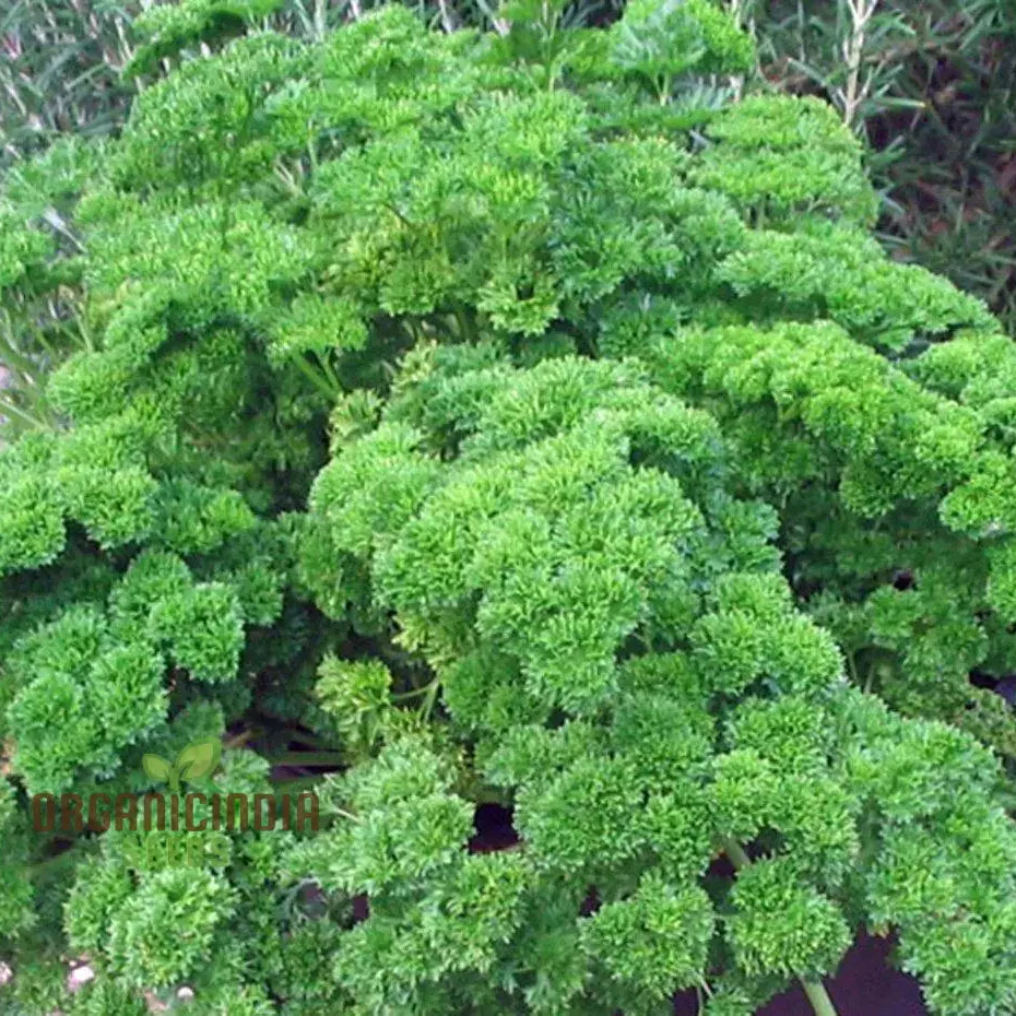 Moss Curled Parsley Vegetable Seeds, Heirloom Vegetable Seeds for Culinary Delights and Beautiful Gardens" - Image 3