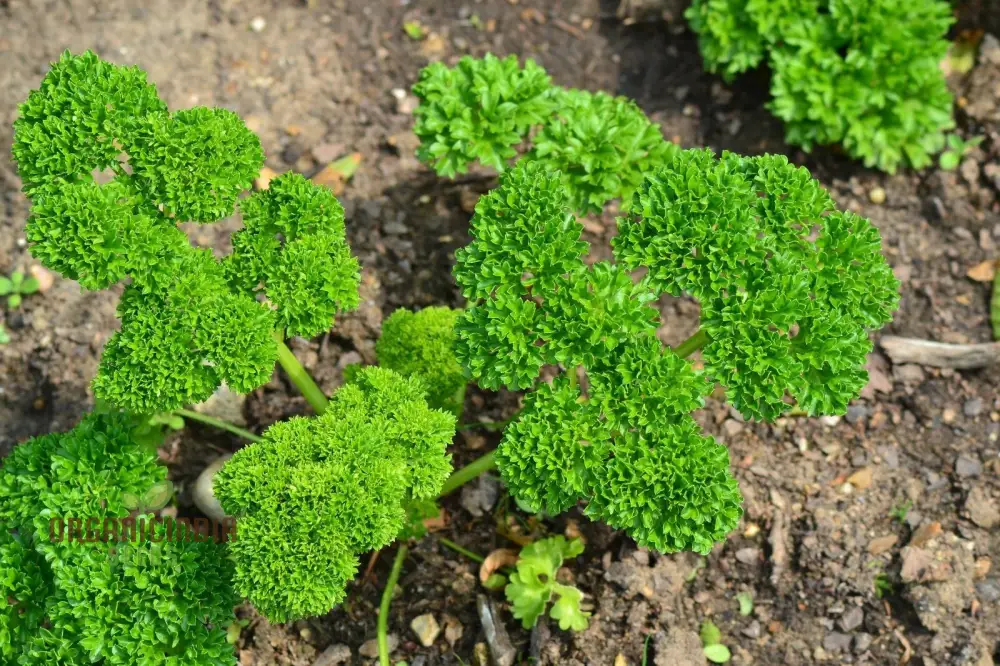 Moss Curled Parsley Vegetable Seeds, Heirloom Vegetable Seeds for Culinary Delights and Beautiful Gardens" - Image 4
