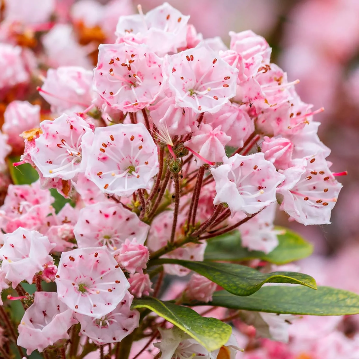 Mountain Laurel Seeds (Kalmia Latifolia) – Flowering Evergreen Shrub with Showy Flowers & Glossy Foliage, Attracts Pollinators - Image 2