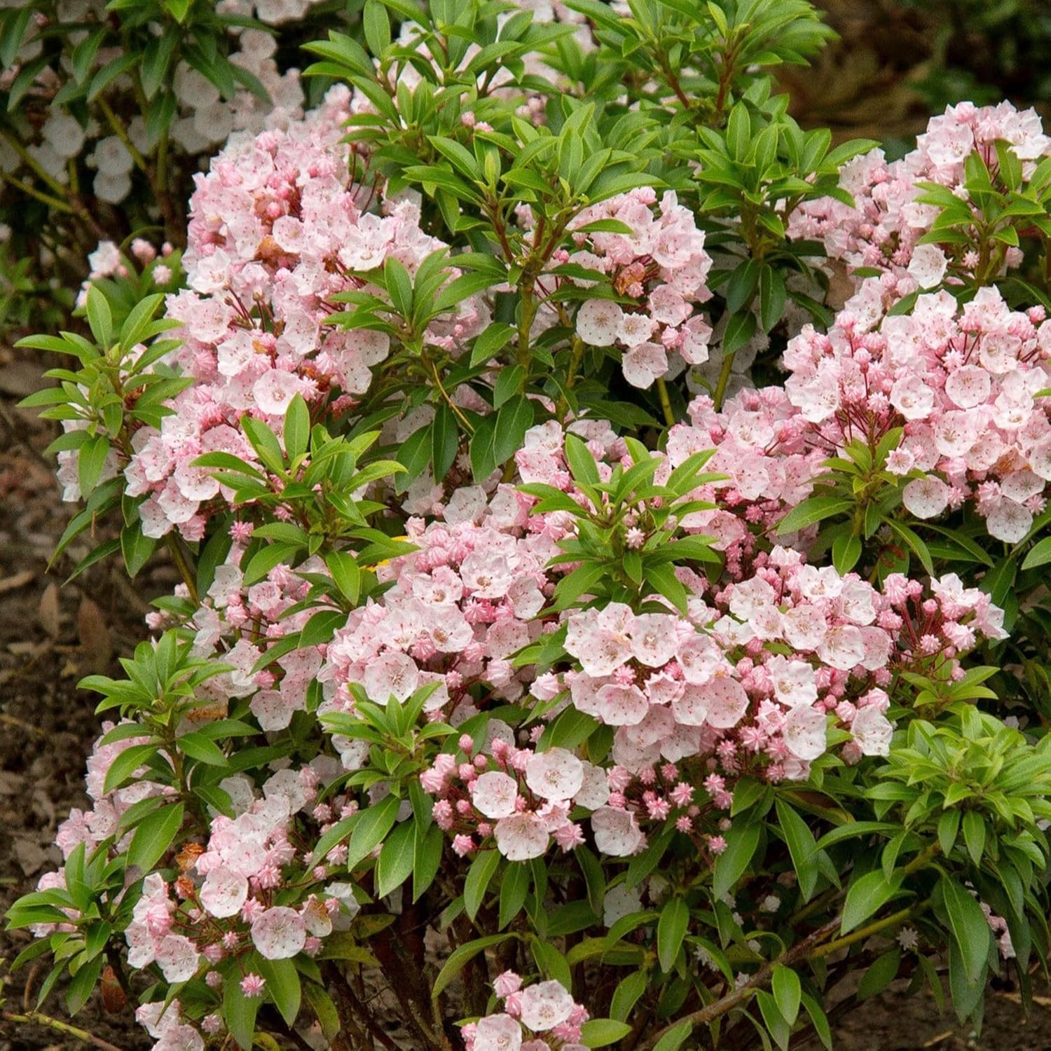 Mountain Laurel Seeds (Kalmia Latifolia) – Flowering Evergreen Shrub with Showy Flowers & Glossy Foliage, Attracts Pollinators - Image 3