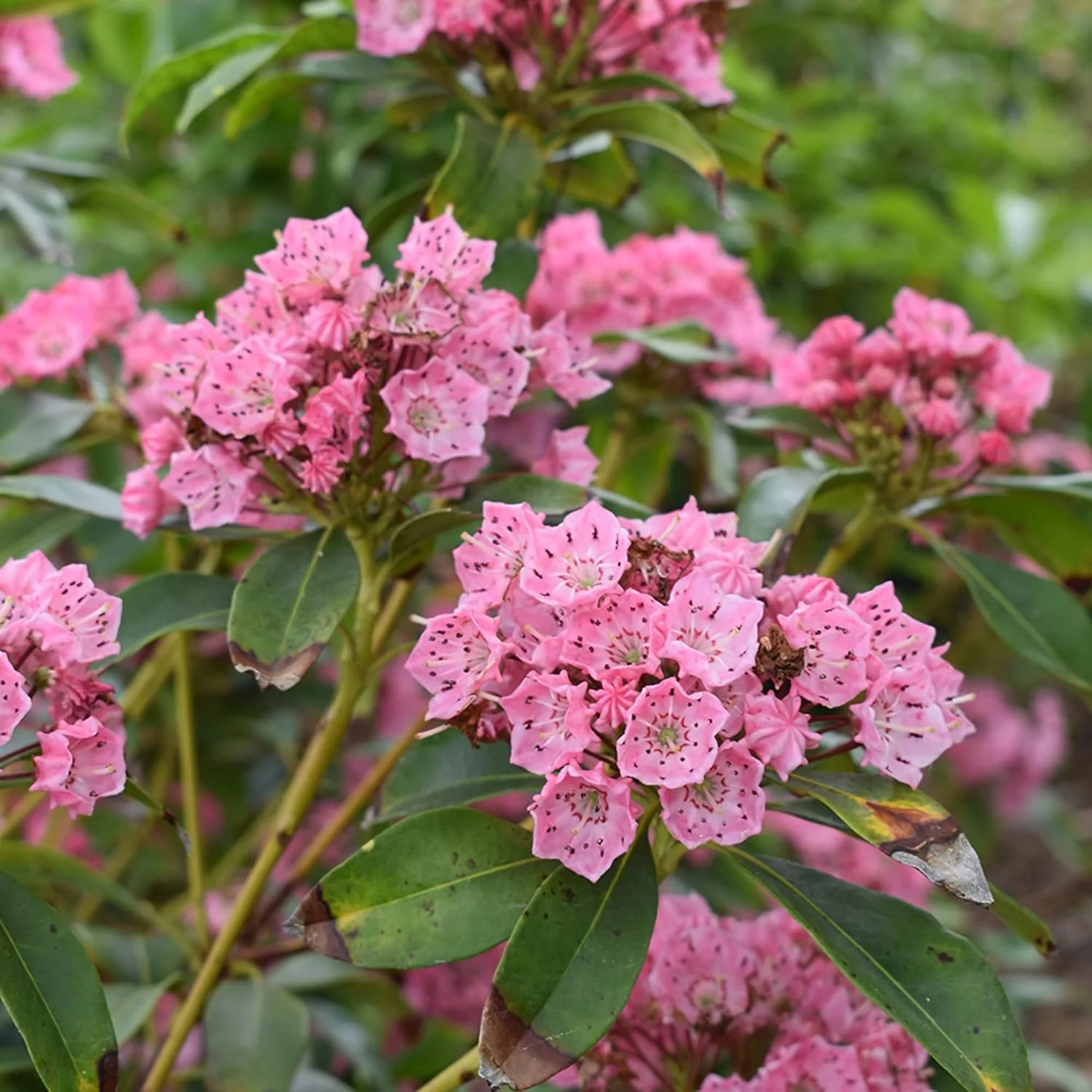 Mountain Laurel Seeds (Kalmia Latifolia) – Flowering Evergreen Shrub with Showy Flowers & Glossy Foliage, Attracts Pollinators - Image 4