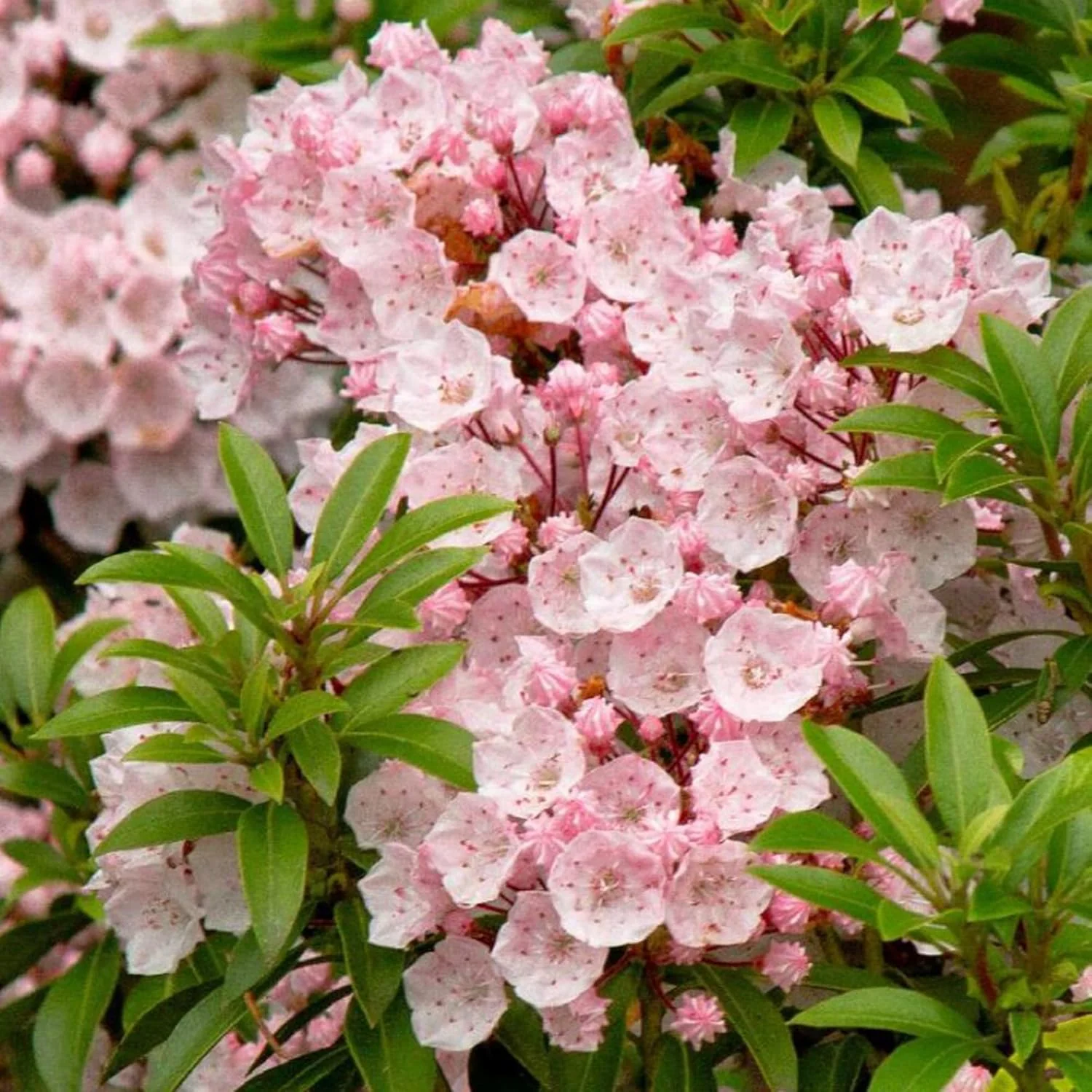 Mountain Laurel Seeds (Kalmia Latifolia) – Flowering Evergreen Shrub with Showy Flowers & Glossy Foliage, Attracts Pollinators - Image 5