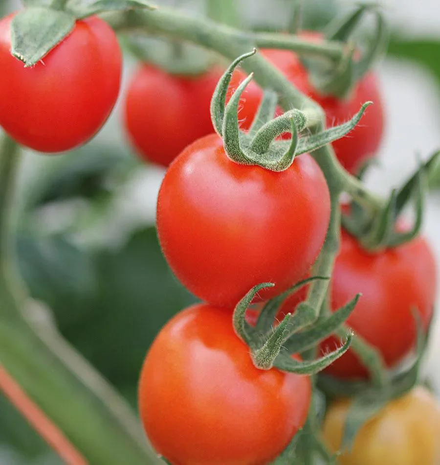 Mountain Magic Tomato Seeds – Disease-Resistant Hybrid for Sweet & Juicy Harvests - Image 2
