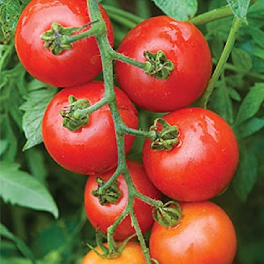 Mountain Magic Tomato Seeds – Disease-Resistant Hybrid for Sweet & Juicy Harvests - Image 3