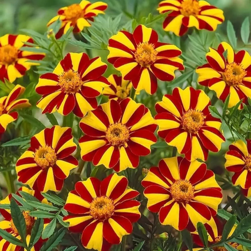 Mr Majestic Marigold Seeds  Premium Quality Seeds for Vibrant Garden Blooms and Successful Gardening