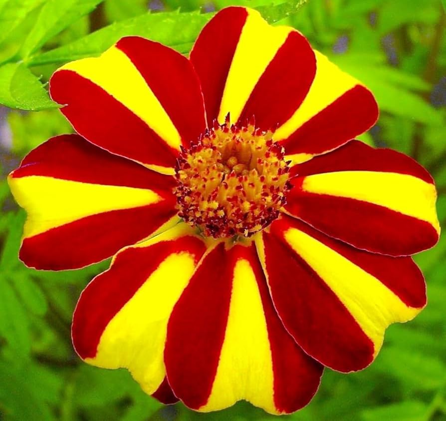 Mr Majestic Marigold Seeds  Premium Quality Seeds for Vibrant Garden Blooms and Successful Gardening - Image 2