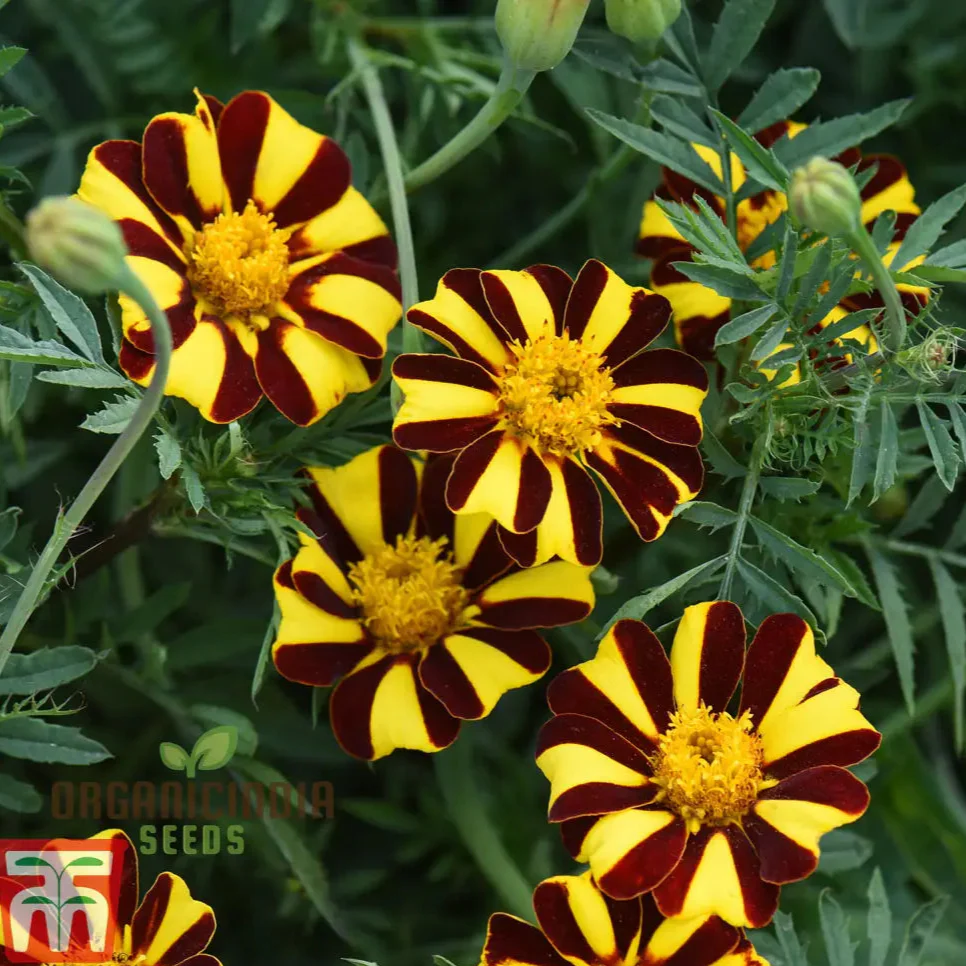 Mr Majestic Marigold Seeds  Premium Quality Seeds for Vibrant Garden Blooms and Successful Gardening - Image 4