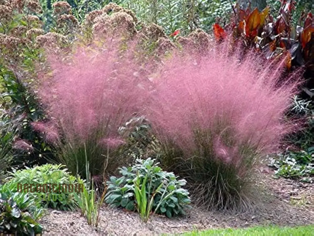 Muhlenbergia Capillaris Seeds for Planting, Beautiful Pink Hair Grass for Gardens, Perennial Plant for Landscaping