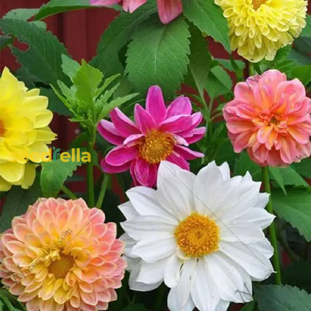 Multi-Color Dahlia Flower Seeds for Planting - Vibrant Mixed Varieties for a Beautiful Garden