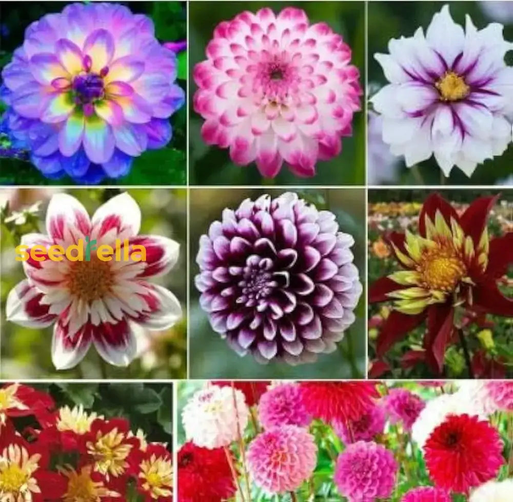 Multi-Color Dahlia Flower Seeds for Planting - Vibrant Mixed Varieties for a Beautiful Garden - Image 2