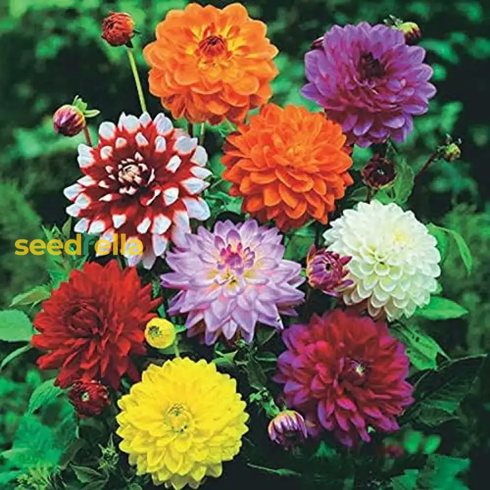 Multi-Color Dahlia Flower Seeds for Planting - Vibrant Mixed Varieties for a Beautiful Garden - Image 3