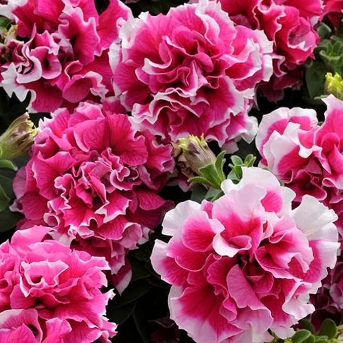 Double Petal Petunia Seeds – Light Violet Multi-Flowered Variety for Planting