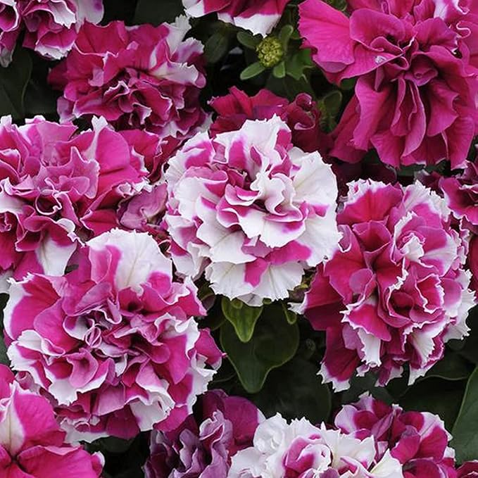 Double Petal Petunia Seeds – Light Violet Multi-Flowered Variety for Planting - Image 3