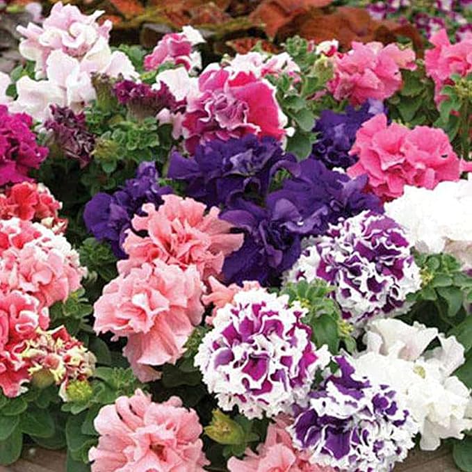 Double Petal Petunia Seeds – Light Violet Multi-Flowered Variety for Planting - Image 4