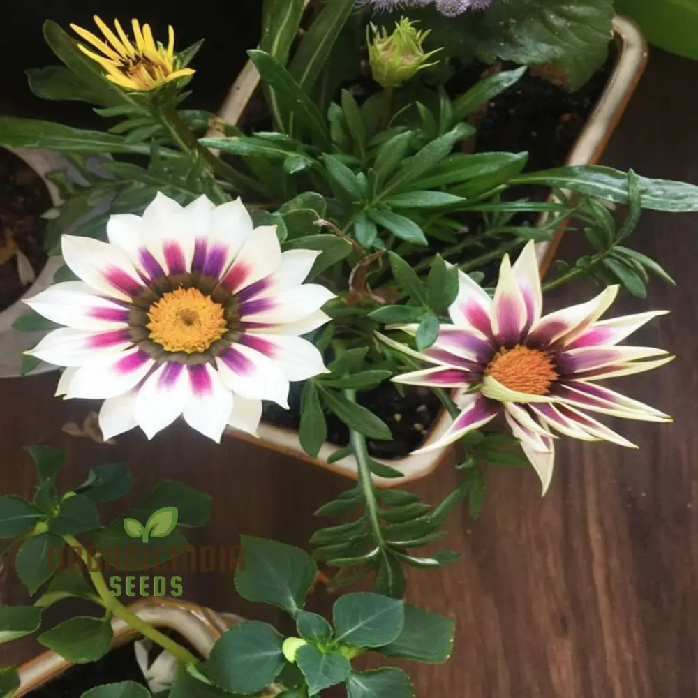 Multicolor Dwarf Variegated Sunflower Seeds - Brighten Your Garden with Vibrant Blooms - Image 3