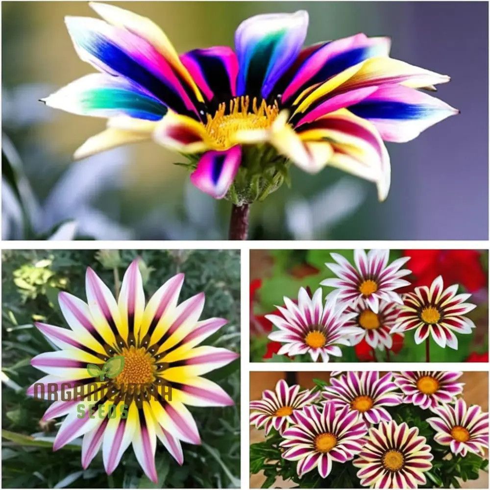 Multicolor Dwarf Variegated Sunflower Seeds - Brighten Your Garden with Vibrant Blooms - Image 4