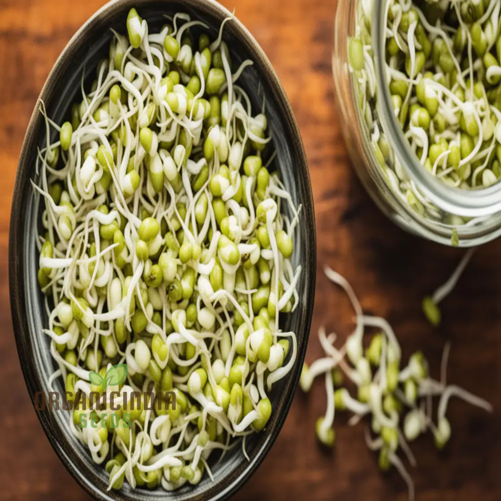 Mung Bean Seeds for Nutritious Sprouts - Gardening & Planting - 100 pcs - Image 3