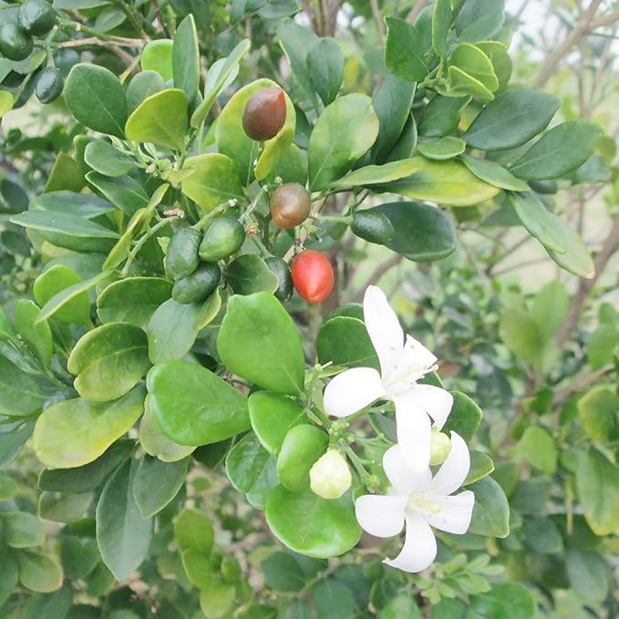 Murraya paniculata Seeds – Orange Jessamine Evergreen Shrub for Hedges, Screens & Patio Containers - Image 3