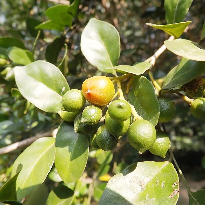 Murraya paniculata Seeds – Orange Jessamine Evergreen Shrub for Hedges, Screens & Patio Containers - Image 6