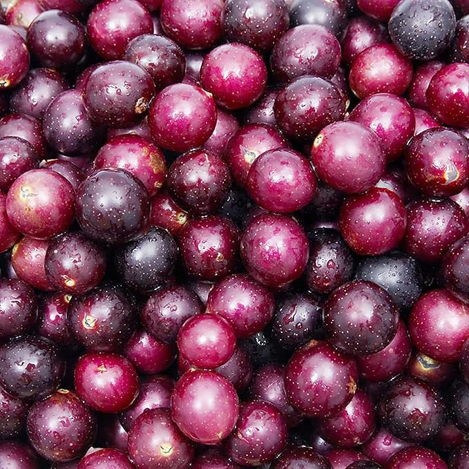 Muscadine Grape Seeds Climbing Vine Perennial, Fast Growing, Sweet And Tasty, Rich in Vitamins for Arbors, Pergolas, Trellises