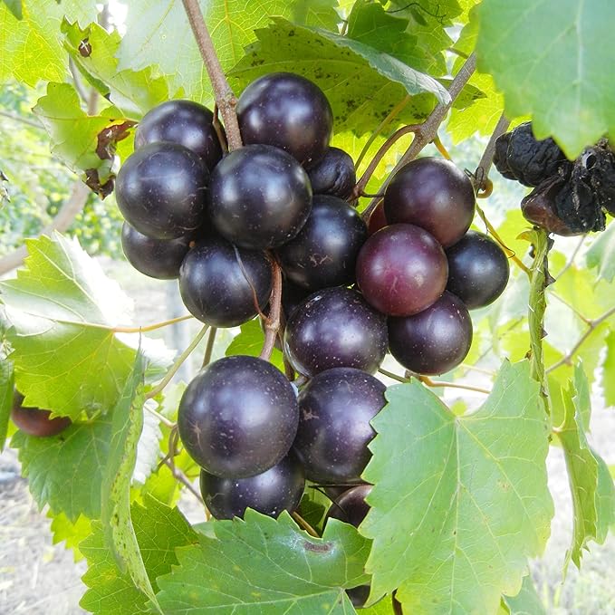 Muscadine Grape Seeds Climbing Vine Perennial, Fast Growing, Sweet And Tasty, Rich in Vitamins for Arbors, Pergolas, Trellises - Image 3