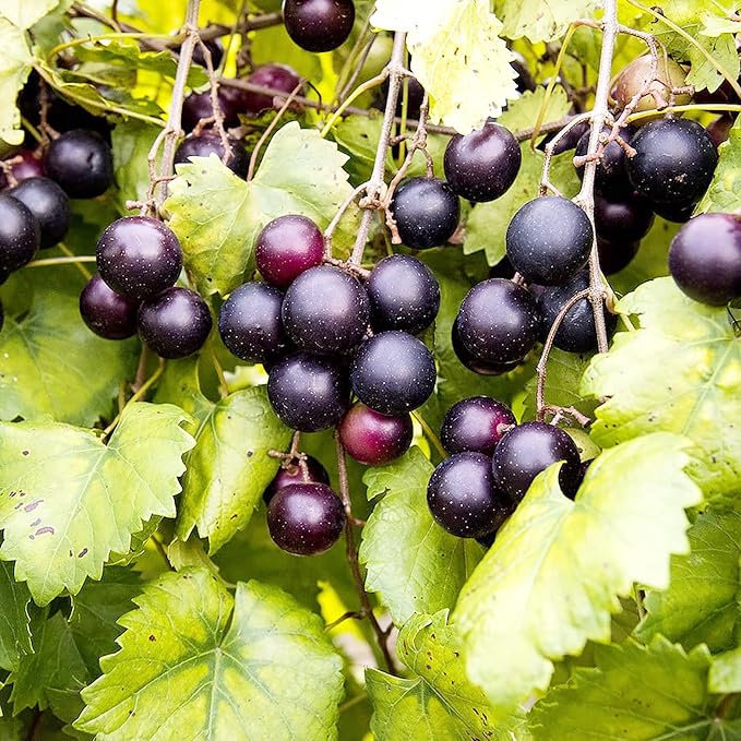 Muscadine Grape Seeds Climbing Vine Perennial, Fast Growing, Sweet And Tasty, Rich in Vitamins for Arbors, Pergolas, Trellises - Image 4