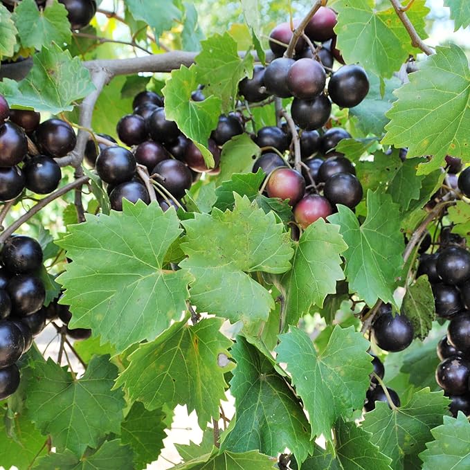 Muscadine Grape Seeds Climbing Vine Perennial, Fast Growing, Sweet And Tasty, Rich in Vitamins for Arbors, Pergolas, Trellises - Image 5