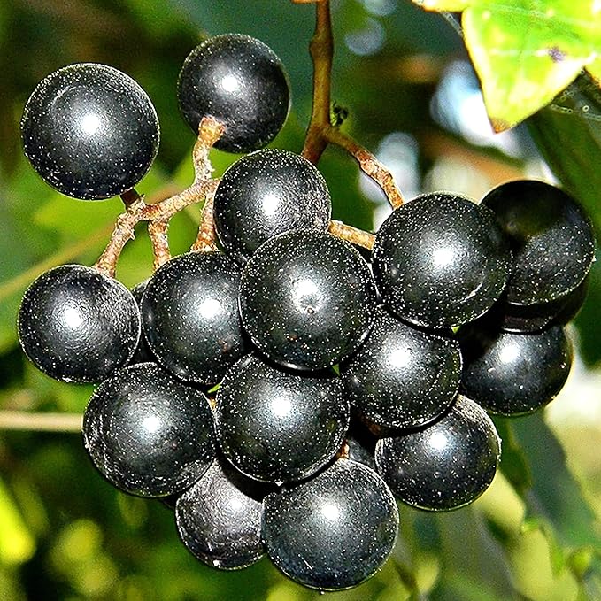 Muscadine Grape Seeds Climbing Vine Perennial, Fast Growing, Sweet And Tasty, Rich in Vitamins for Arbors, Pergolas, Trellises - Image 6