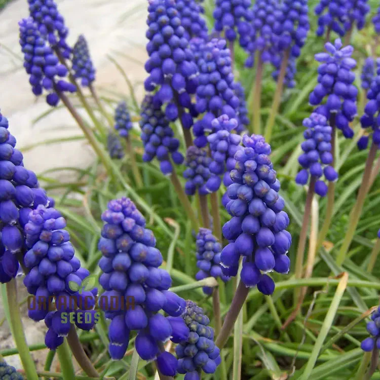 Muscari Armeniacum Flower Seeds, Premium Quality for Planting and Gardening
