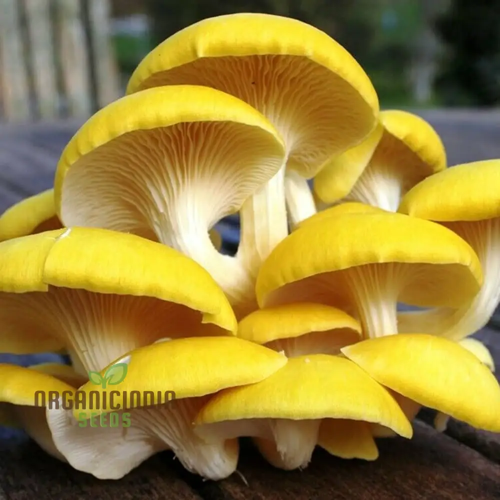 Mushroom Growing Wooden Sticks Seeds for Planting - 100 pcs