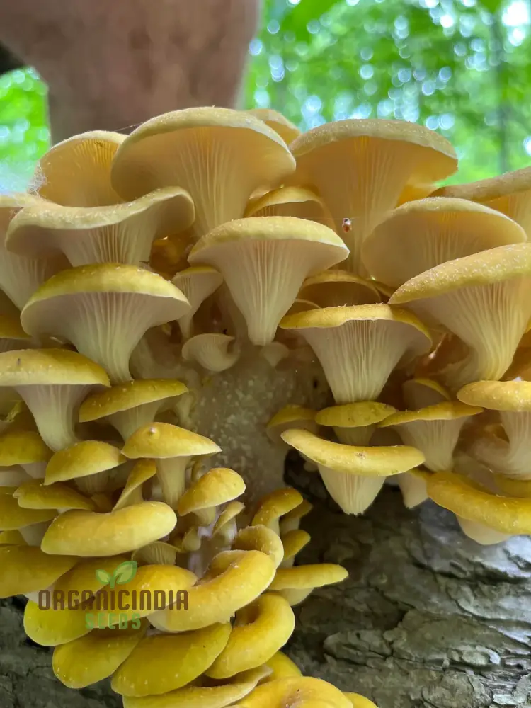 Mushroom Growing Wooden Sticks Seeds for Planting - 100 pcs - Image 2