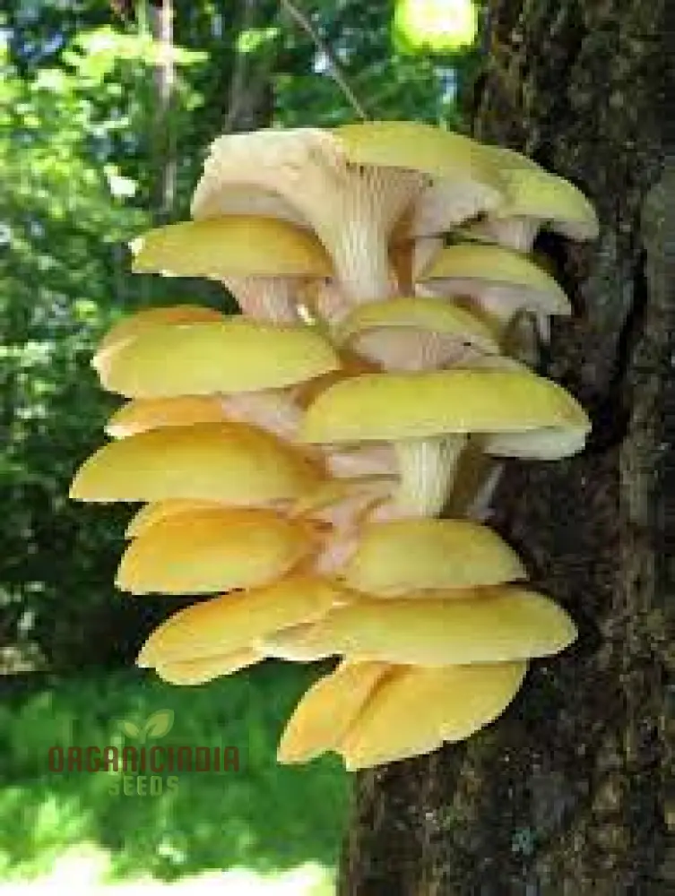 Mushroom Growing Wooden Sticks Seeds for Planting - 100 pcs - Image 3