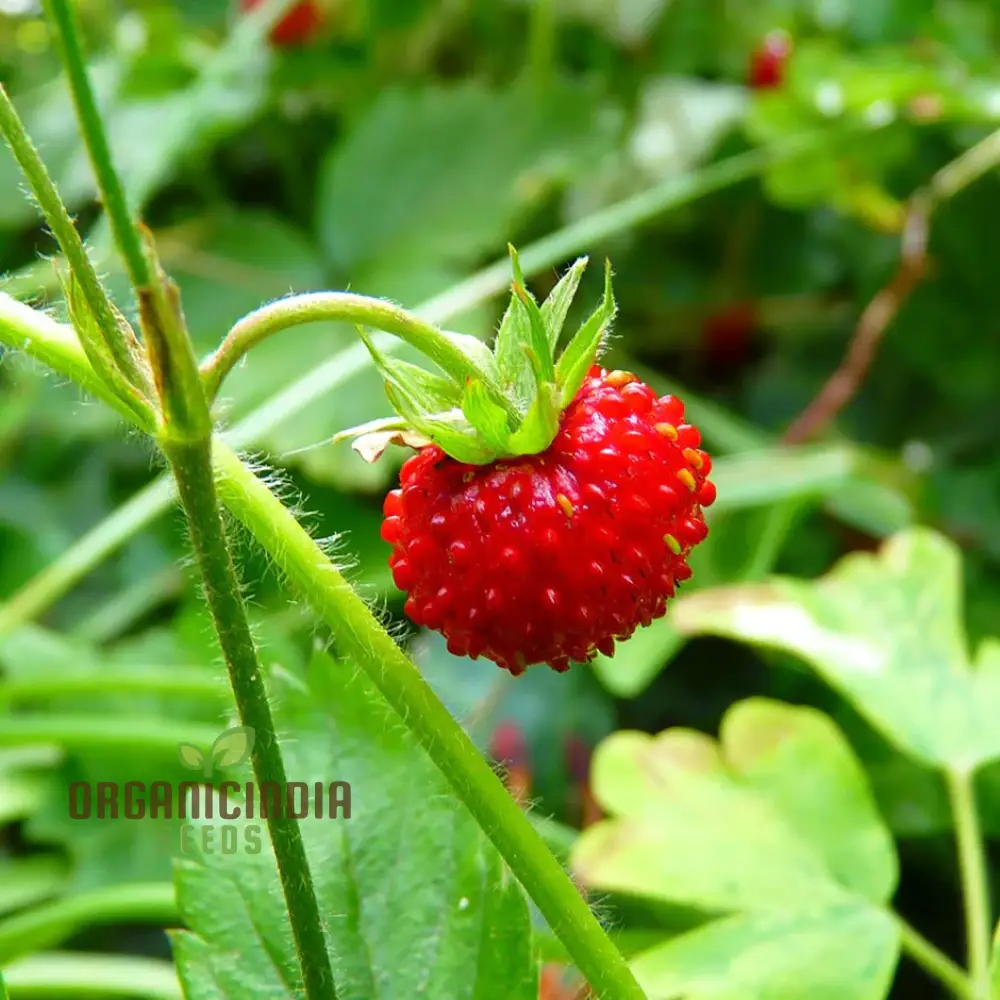 Musk Strawberry Seeds - Heirloom Garden Berries for Sweet Summer Harvests