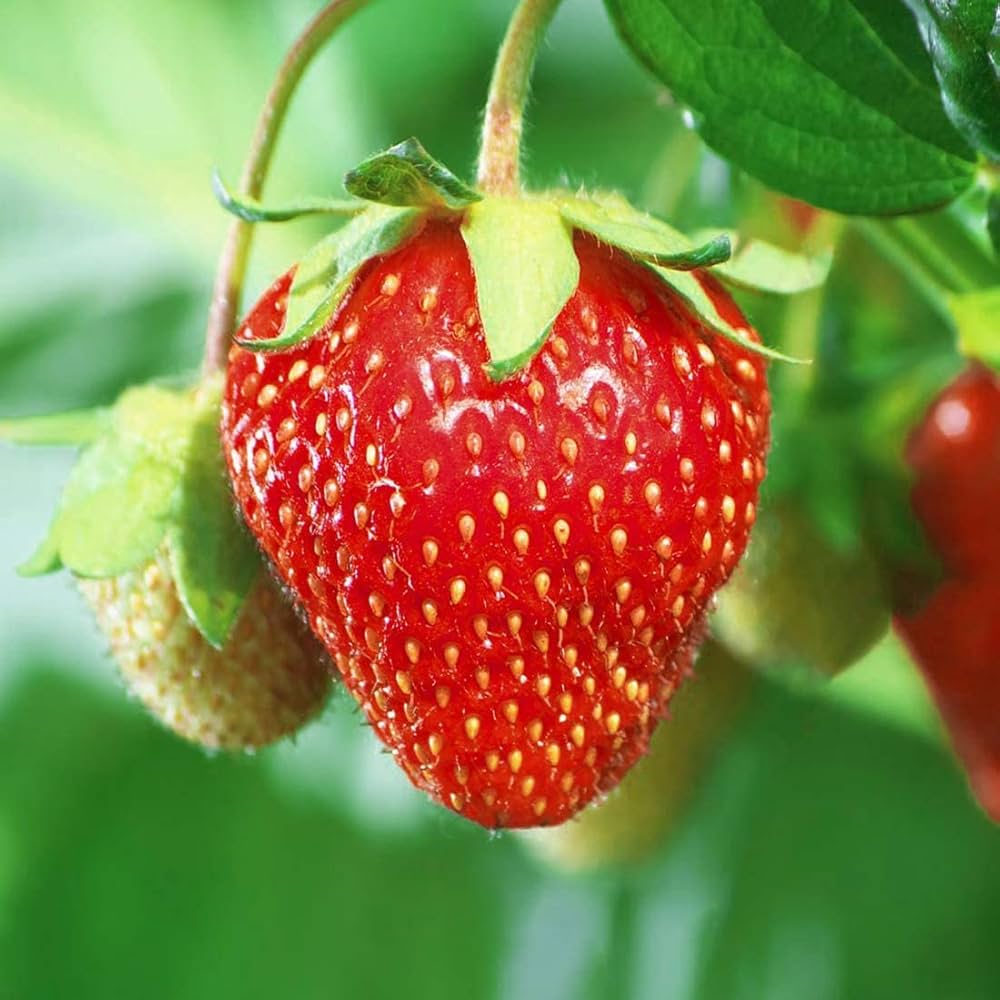 Musk Strawberry Seeds - Heirloom Garden Berries for Sweet Summer Harvests - Image 3