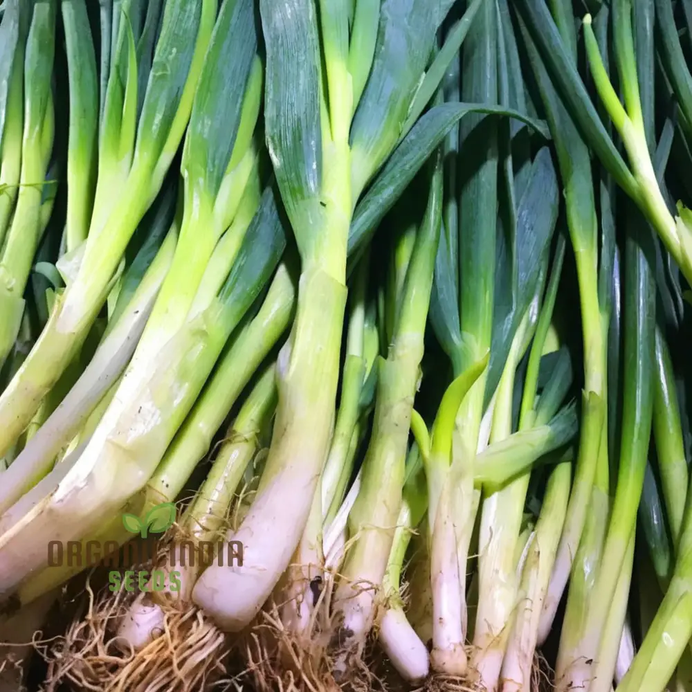 Musselburgh Leek Seeds for Planting: High-Quality Leek Seeds for Bountiful Harvests