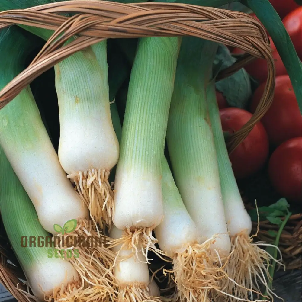 Musselburgh Leek Seeds for Planting: High-Quality Leek Seeds for Bountiful Harvests - Image 3