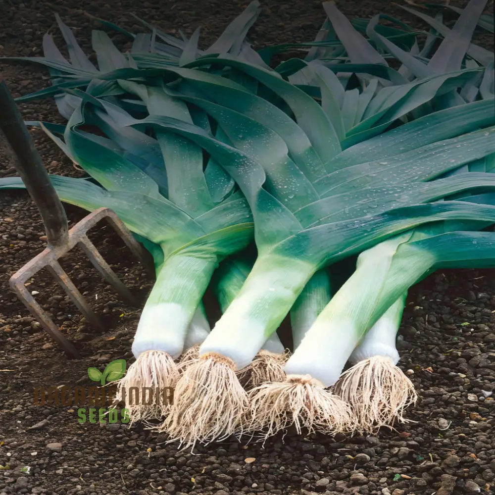 Musselburgh Leek Seeds for Planting: High-Quality Leek Seeds for Bountiful Harvests - Image 4