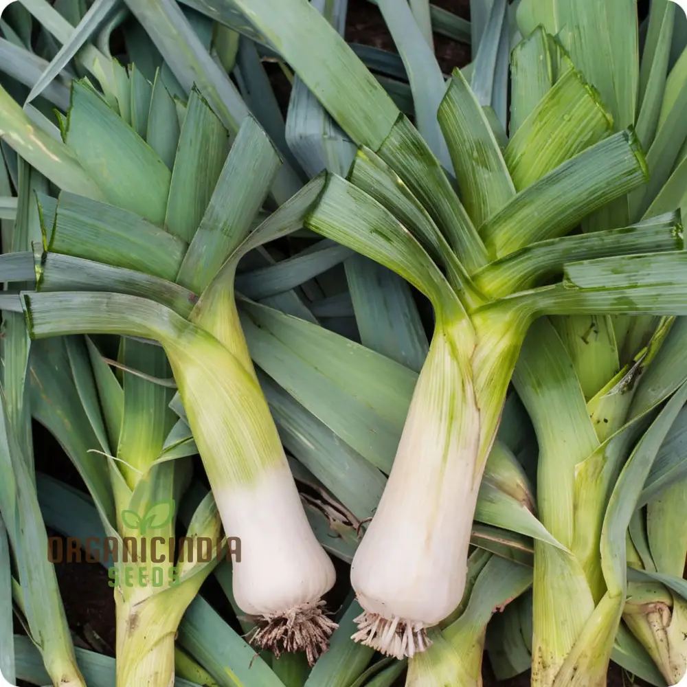 Musselburgh Leek Seeds for Planting: High-Quality Leek Seeds for Bountiful Harvests - Image 5