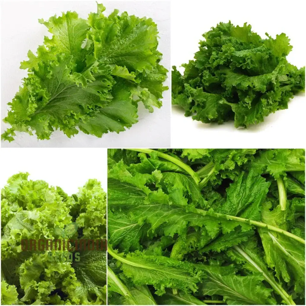 Mustard - Chirimen Hakarashi Vegetable Seeds For Planting, Grow Curled Japanese Mustard Greens for Your Garden
