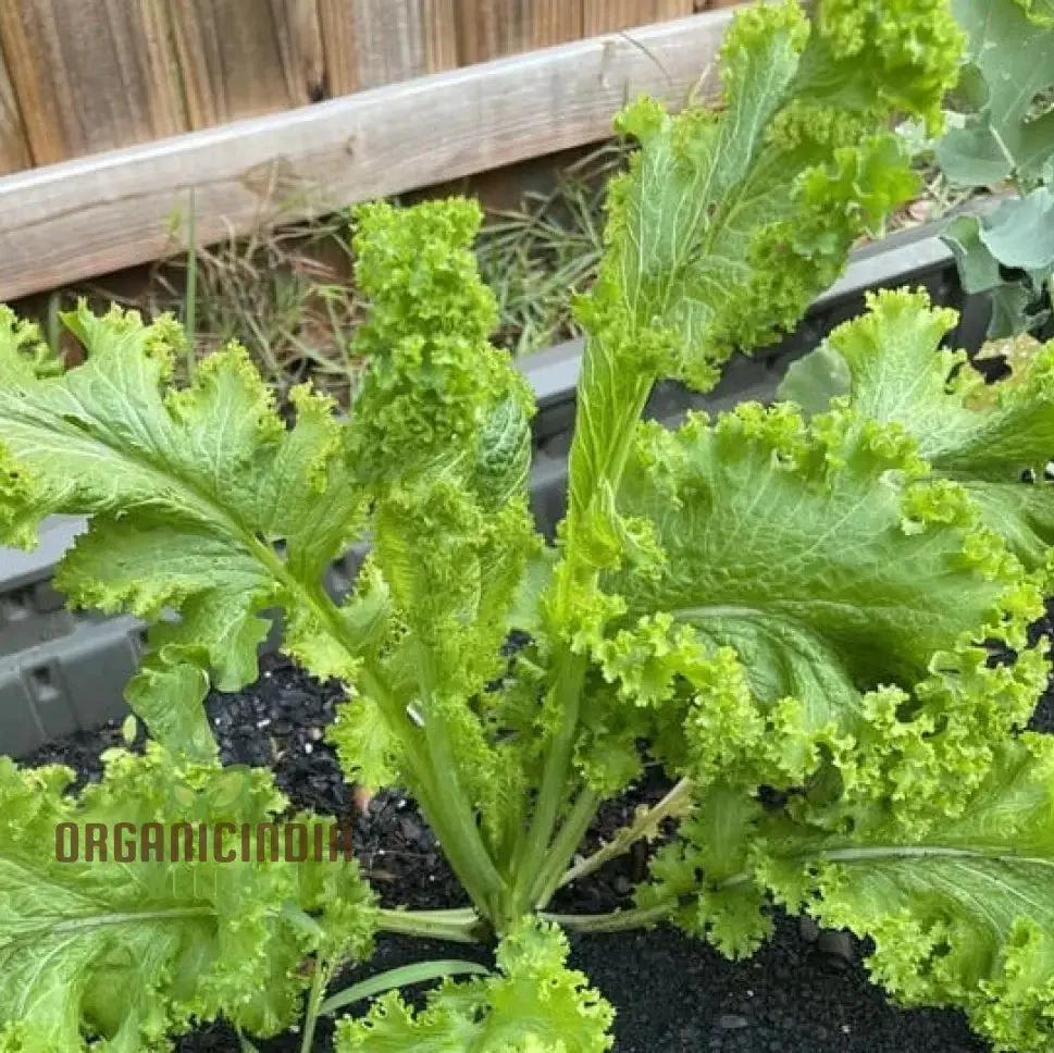 Mustard - Chirimen Hakarashi Vegetable Seeds For Planting, Grow Curled Japanese Mustard Greens for Your Garden - Image 3