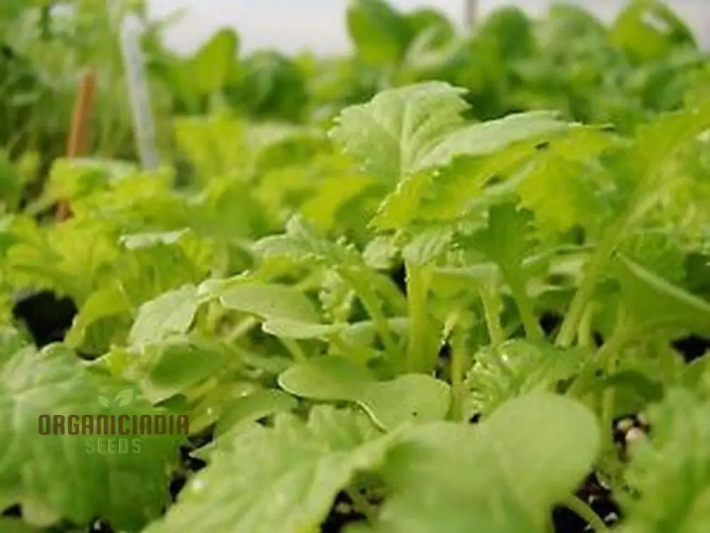 Mustard - Chirimen Hakarashi Vegetable Seeds For Planting, Grow Curled Japanese Mustard Greens for Your Garden - Image 4