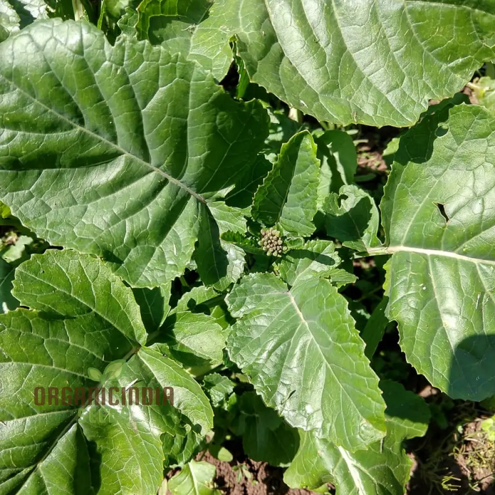 Mustard - Ethiopian Vegetable Seeds For Planting, Grow Nutritious Greens for Your Garden
