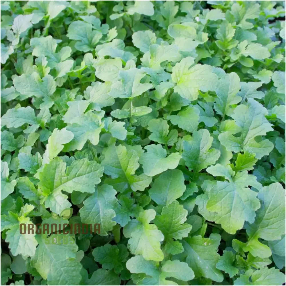 Mustard - Ethiopian Vegetable Seeds For Planting, Grow Nutritious Greens for Your Garden - Image 3