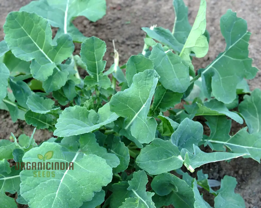 Mustard - Ethiopian Vegetable Seeds For Planting, Grow Nutritious Greens for Your Garden - Image 4