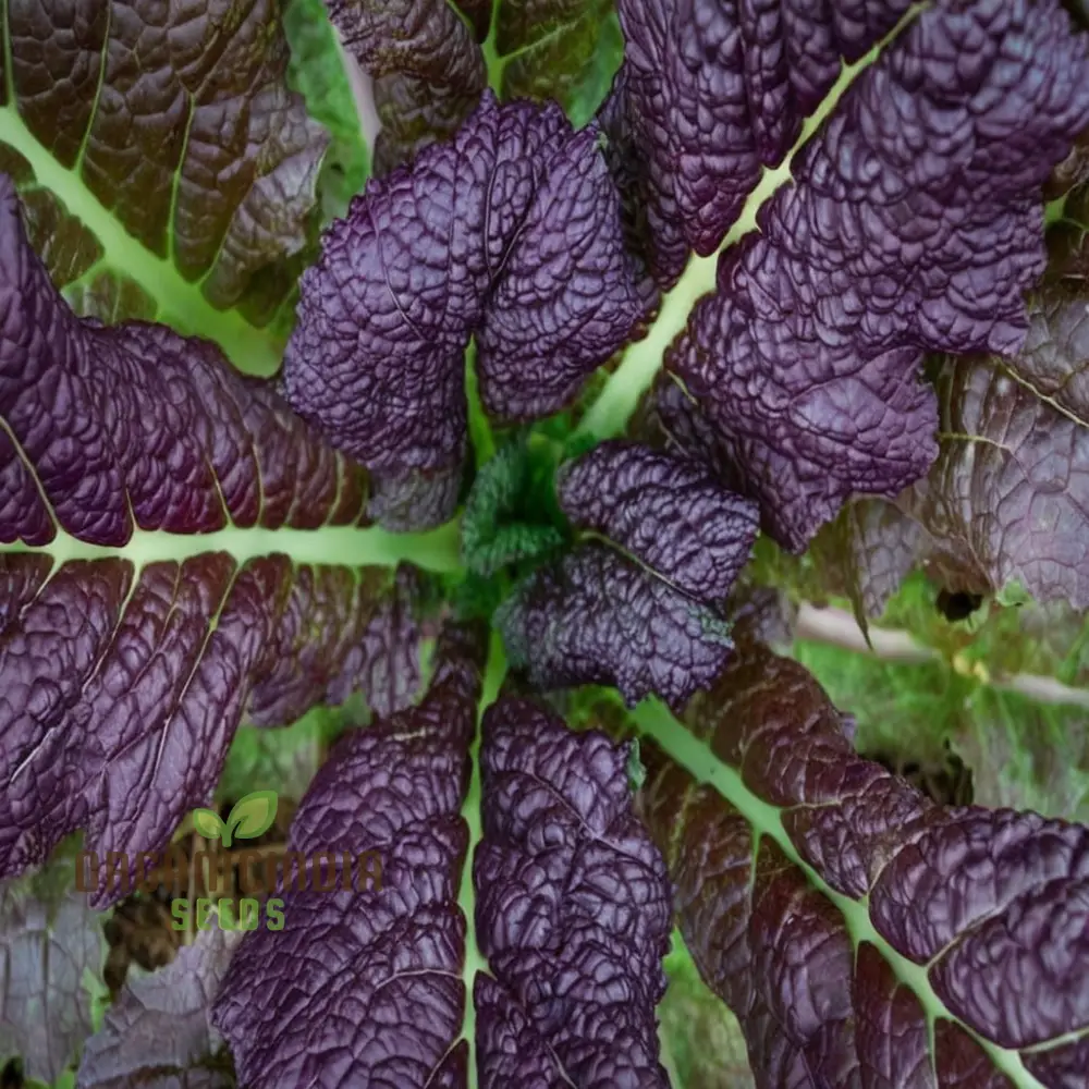 Mustard Red Lion 3 Gram Flower Seeds: Grow Vibrant Blooms with Our Premium Selection on Shopify!