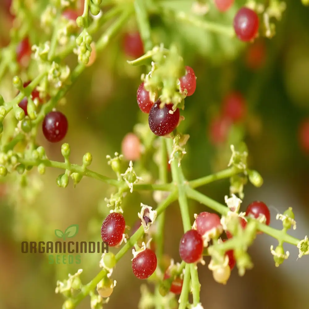 Salvadora persica, Toothbrush Tree, Mustard Tree, or Salt Brush Tree seeds for planting