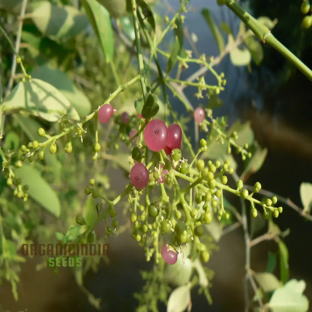 Salvadora persica, Toothbrush Tree, Mustard Tree, or Salt Brush Tree seeds for planting - Image 3