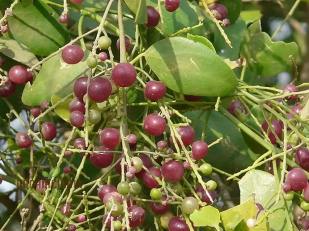 Salvadora persica, Toothbrush Tree, Mustard Tree, or Salt Brush Tree seeds for planting - Image 4