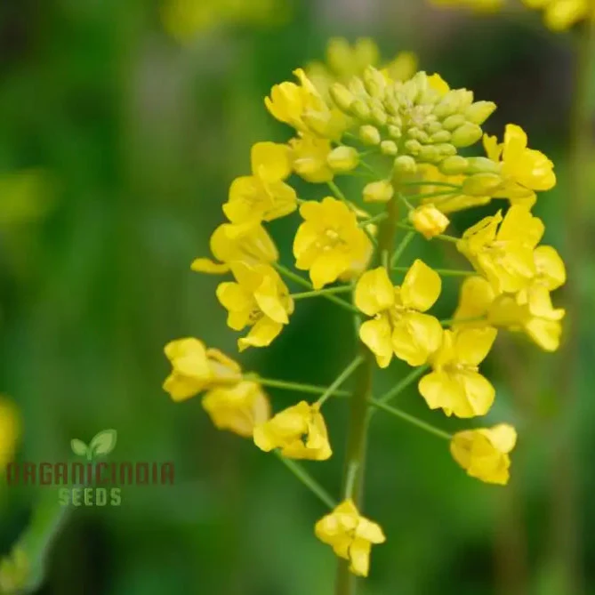 Yellow Mustard Vegetable Seeds for Planting - Perfect for Gardening Enthusiasts - High-Quality, Non-GMO Seeds for a Thriving Vegetable Garden