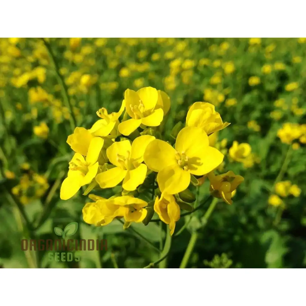 Yellow Mustard Vegetable Seeds for Planting - Perfect for Gardening Enthusiasts - High-Quality, Non-GMO Seeds for a Thriving Vegetable Garden - Image 3